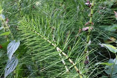Equisetum telmateia telmateia
