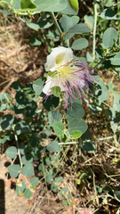 Capparis spinosa