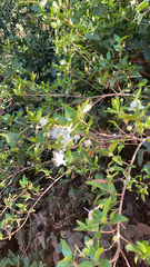 Myrtus communis