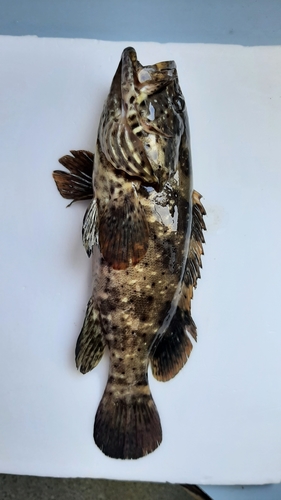 Blackspot cod (Epinephelus malabaricus) — Serranidae — 4
