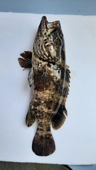 Epinephelus malabaricus