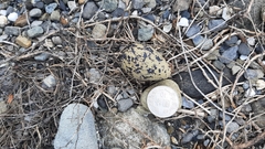 Himantopus himantopus