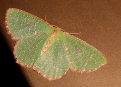 Eucyclodes metaspila