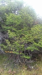 Nothofagus antarctica