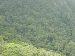 Bentinckia condapanna