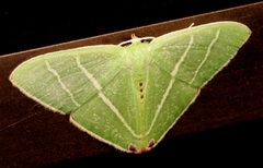 Urolitha bipunctifera