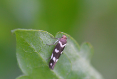 Scythris scopolella