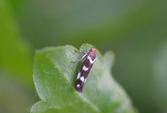 Scythris scopolella