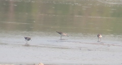 Tringa glareola