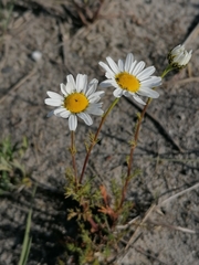 Tripleurospermum hookeri
