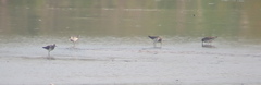 Tringa glareola