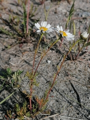 Tripleurospermum hookeri