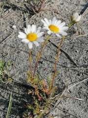 Tripleurospermum hookeri