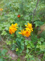 Tephroseris porphyrantha