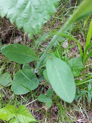 Tephroseris porphyrantha