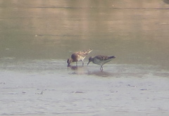 Calidris acuminata
