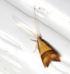 Crocanthes prasinopis