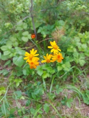 Tephroseris porphyrantha