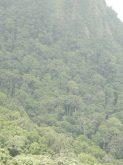 Bentinckia condapanna