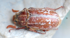 Polyphylla variolosa