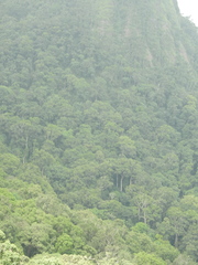 Bentinckia condapanna