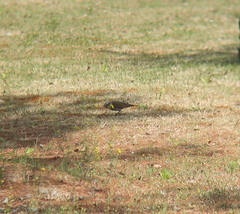 Turdus eunomus