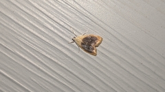 Glaphyria fulminalis