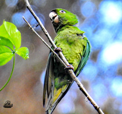 Psittacara strenuus