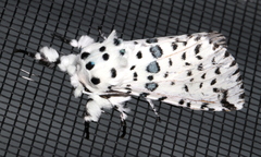 Kamalia australis
