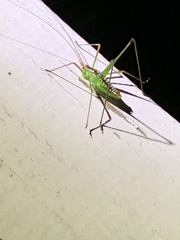 Obolopteryx catinata