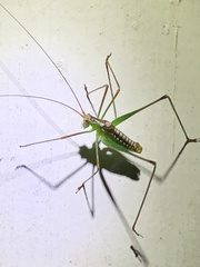 Obolopteryx catinata