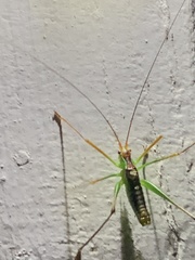 Obolopteryx catinata