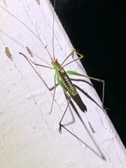 Obolopteryx catinata