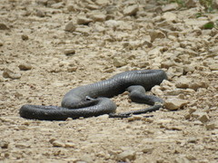 Hierophis viridiflavus carbonarius