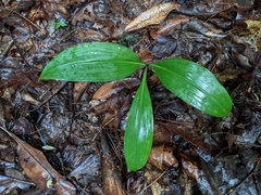 Clintonia borealis