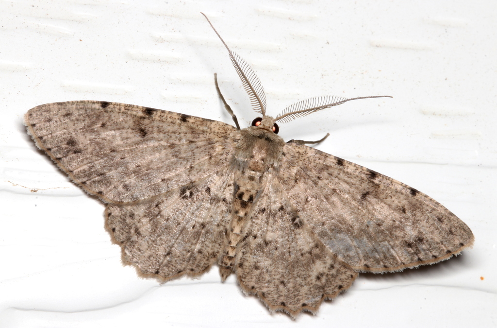 Catoria hemiprosopa