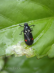 Callitettix versicolor