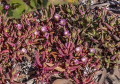 Carpobrotus modestus