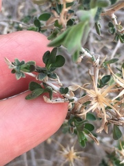 Brickellia frutescens