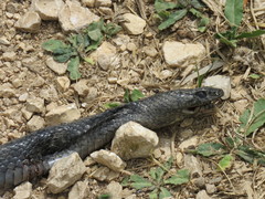 Hierophis viridiflavus carbonarius