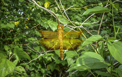 Camacinia gigantea