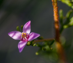 Boronia inornata