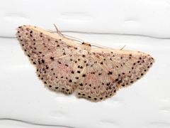 Idaea punctatissima
