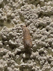 Euchromius californicalis