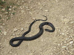 Hierophis viridiflavus carbonarius