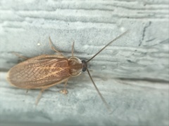 Compsodes schwarzi