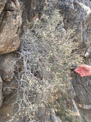 Brickellia frutescens
