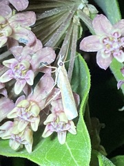 Agriphila straminella