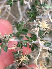 Brickellia frutescens