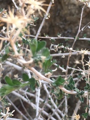 Brickellia frutescens